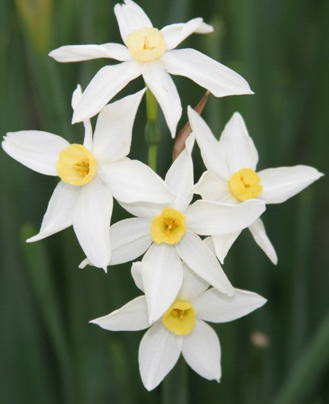 Heirloom 'Italicus' - 10 bulbs