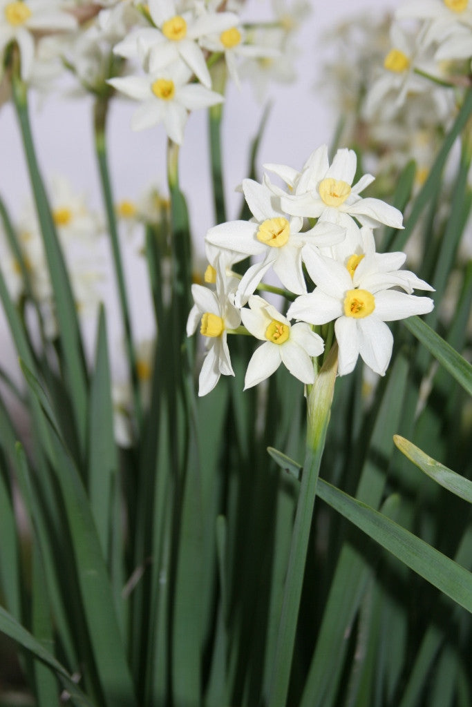 Heirloom 'Italicus' - 10 bulbs