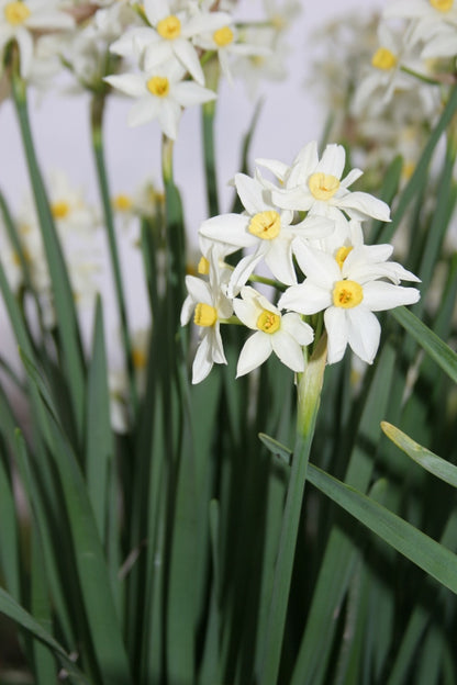 Heirloom 'Italicus' - 10 bulbs