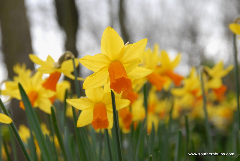 Southern Bulbs Daffodil Jetfire