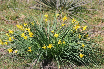 Heirloom 'Jonquil' - 10 bulbs