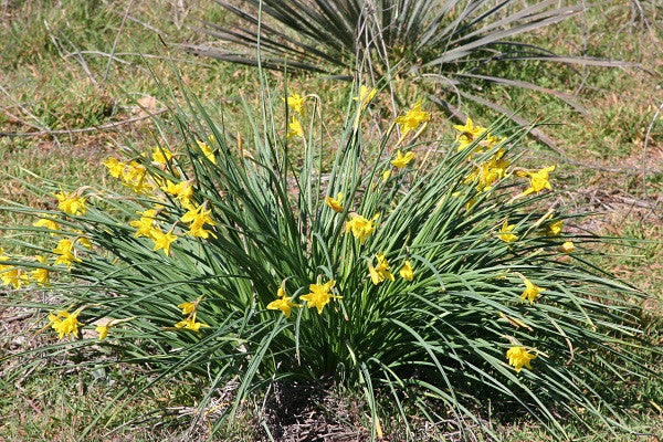Group of Jonquil blooms - petite golden clusters