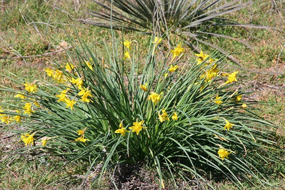 Group of Jonquil blooms - petite golden clusters