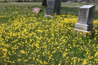 Heirloom 'Jonquil' - 10 bulbs