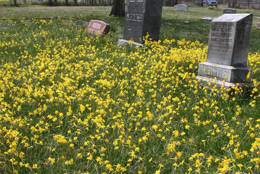 Mass of heirloom Jonquil blooms in the field