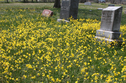 Mass of heirloom Jonquil blooms in the field