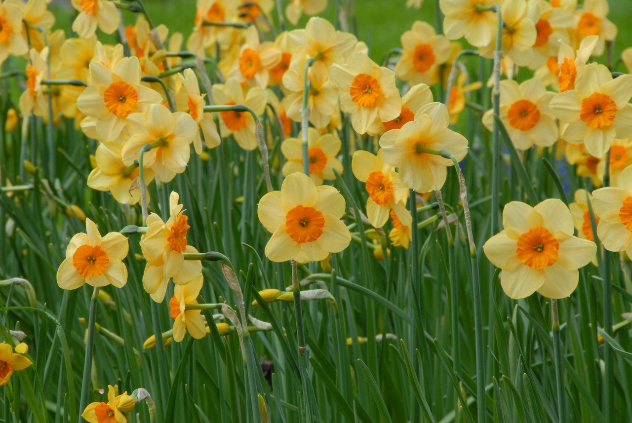 Daffodil 'Kedron' -  5 bulbs