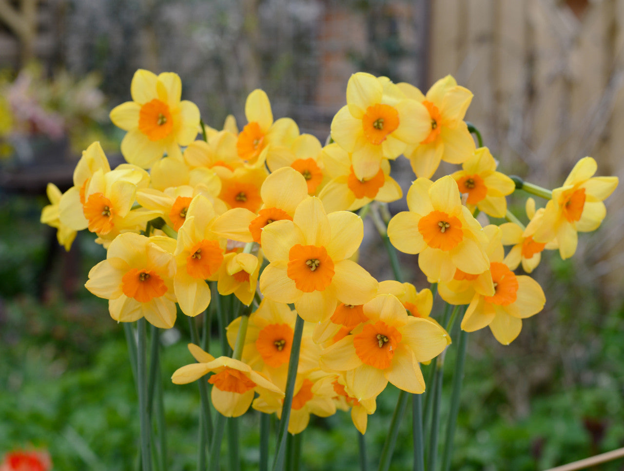 Daffodil 'Kedron' -  5 bulbs
