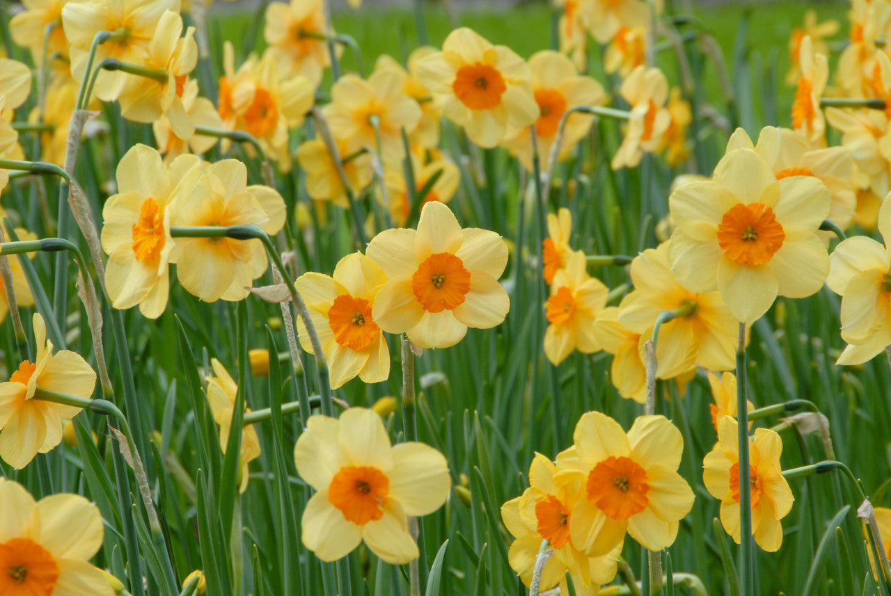 Daffodil 'Kedron' -  5 bulbs