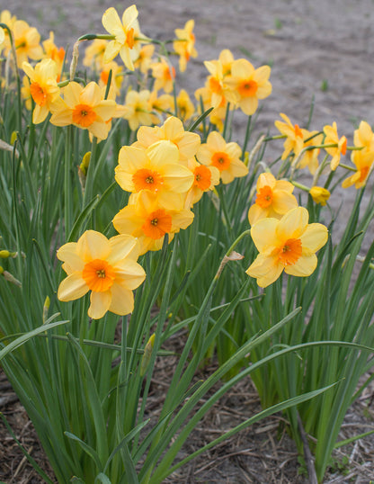 Daffodil 'Kedron' -  5 bulbs