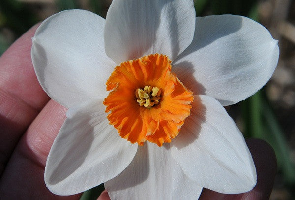 Daffodil 'La Riante' - 5 bulbs