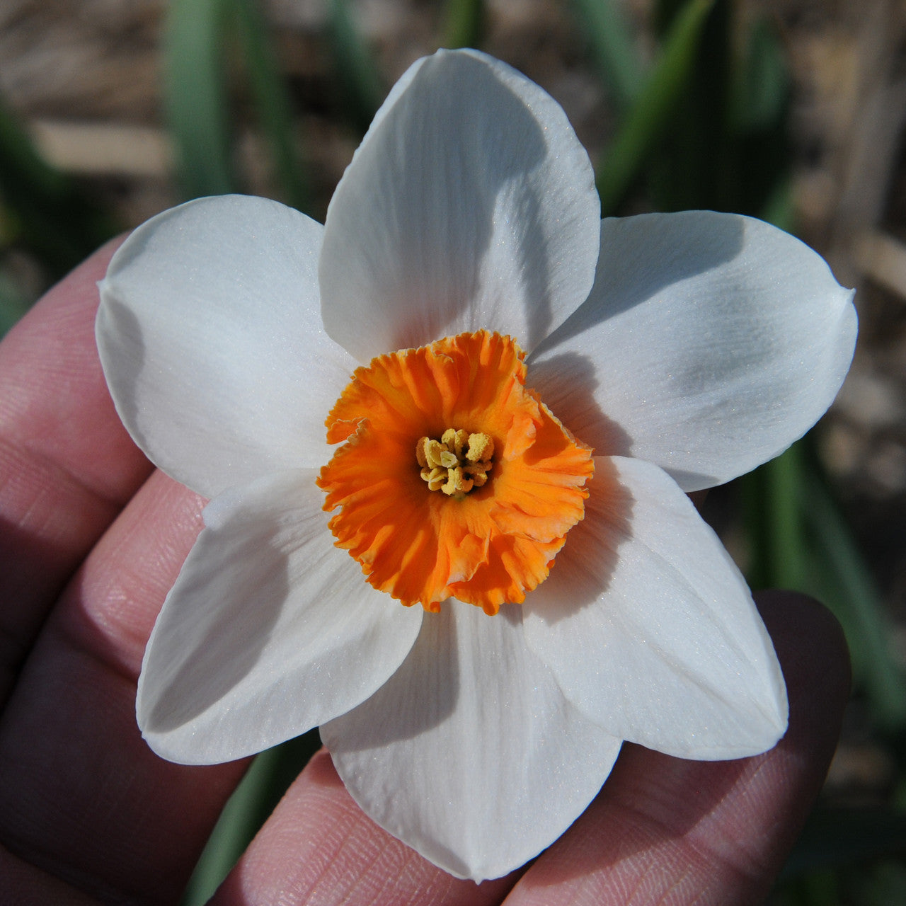 Daffodil 'La Riante' - 5 bulbs