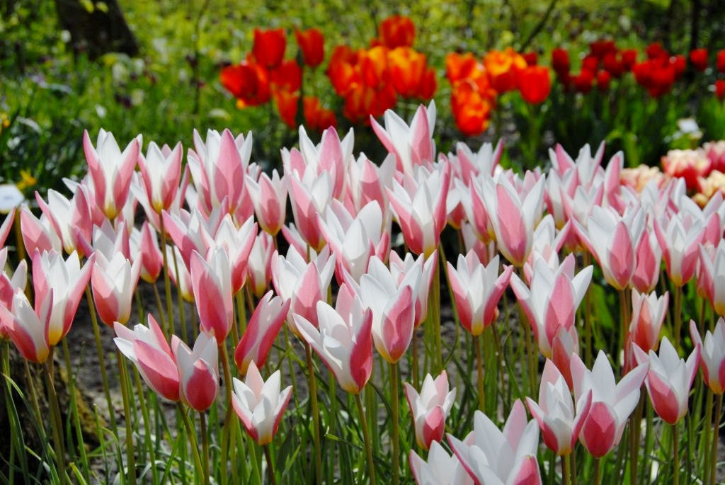 Tulipa clusiana 'Lady Jane' - 10 bulbs