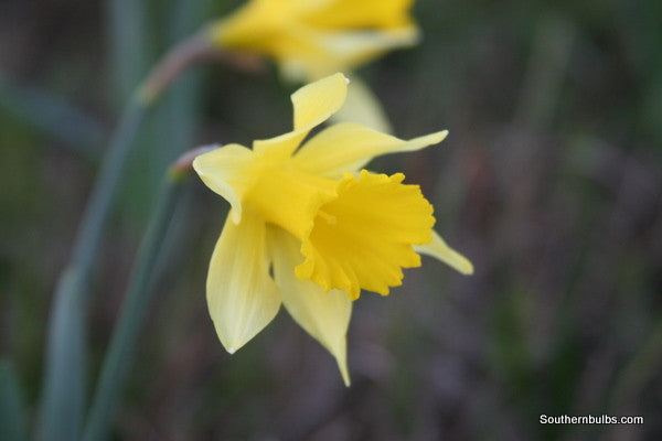 Heirloom 'Lent Lily' - 10 bulbs