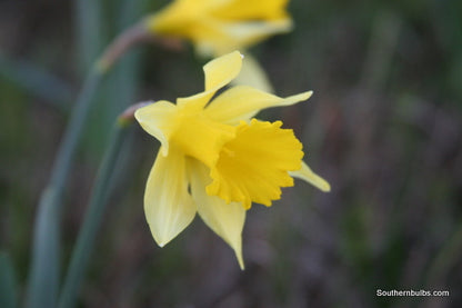 Heirloom 'Lent Lily' - 10 bulbs
