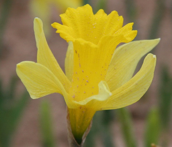 lent lily flower Heirloom 'Lent Lily'
