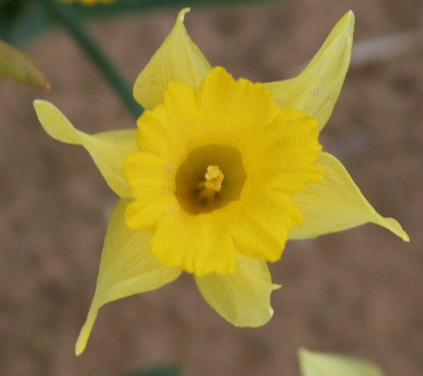 Heirloom 'Lent Lily' - 10 bulbs