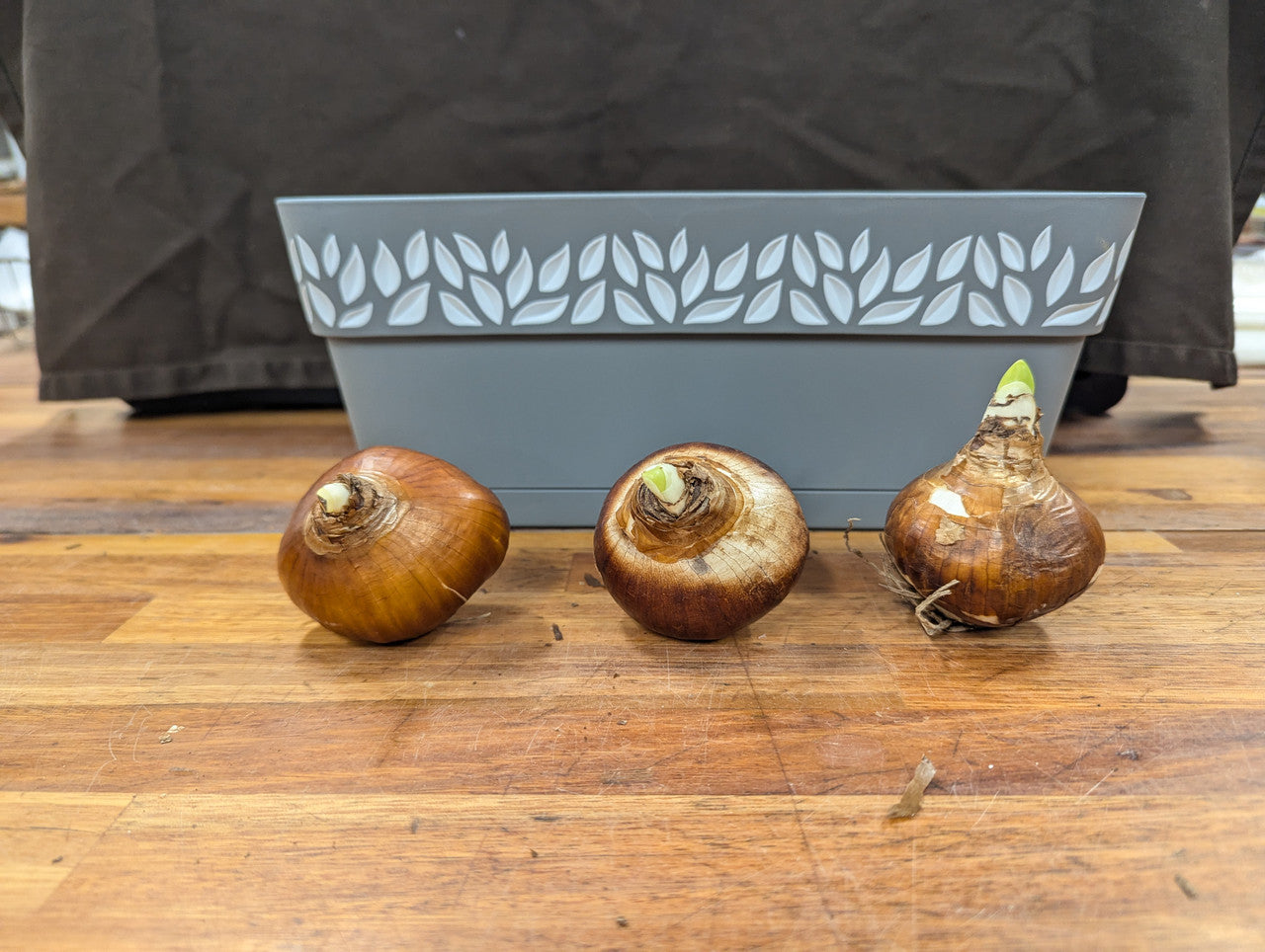 Gift Kit - Paperwhites Forcing Kit (Medium)