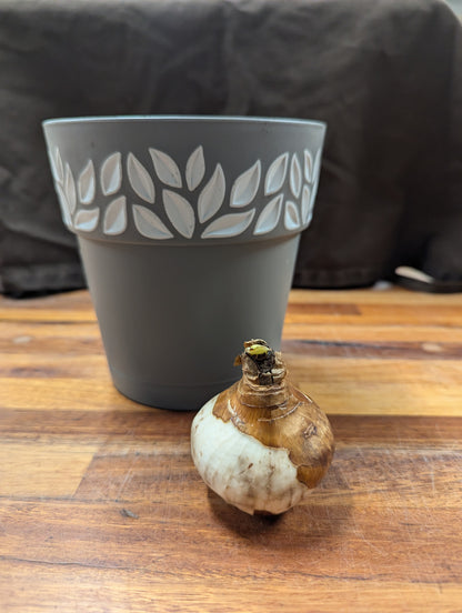 Gift Kit - Paperwhites Forcing Kit (Medium)