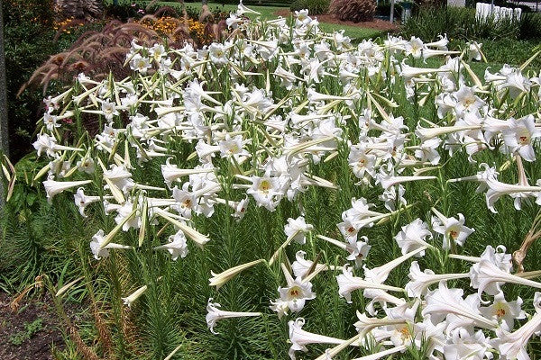 Lilium formosanum Dwarf 'Philippine Lily' - Four - 4" pots