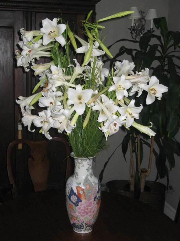 Lilium formosanum Tall 'Philippine Lily' - Four 4" pots