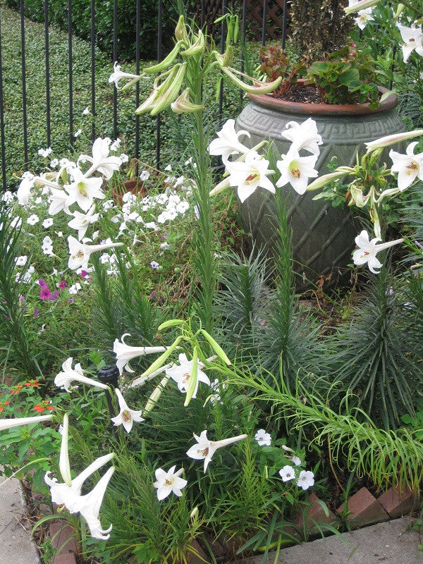 Lilium formosanum Dwarf 'Philippine Lily' - Four - 4" pots