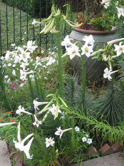 Lilium formosanum Dwarf 'Philippine Lily' - Four - 4" pots