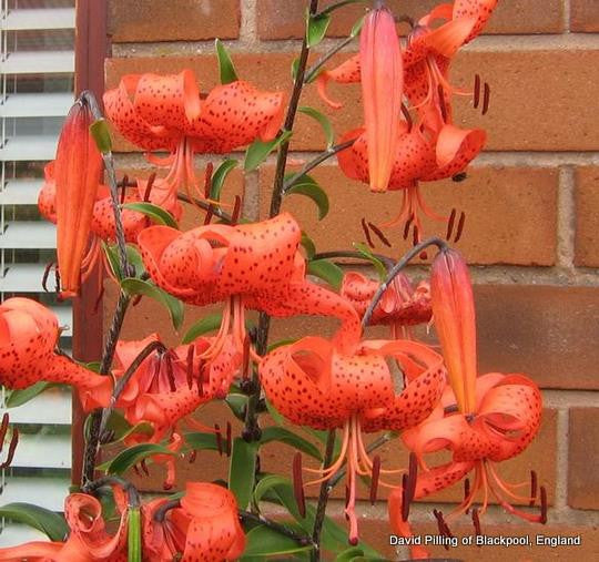 where to buy tiger lily TigerLily – The Southern Bulb Co