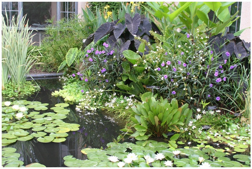 Zephyranthes candida 'White Rain Lily' - 10 bulbs