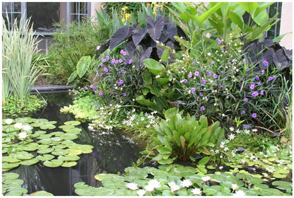 Zephyranthes candida 'White Rain Lily' - 10 bulbs