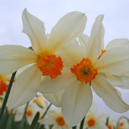 Daffodil 'Lucifer' - 5 bulbs