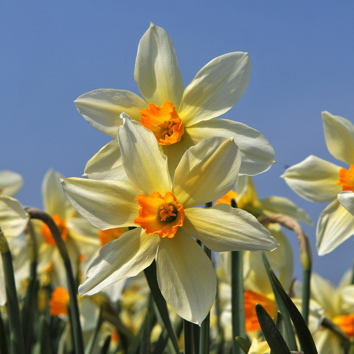 Daffodil 'Lucifer' - 5 bulbs