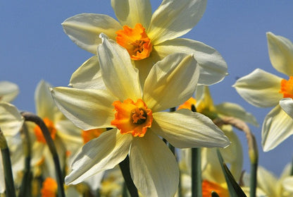 Daffodil 'Lucifer' - 5 bulbs