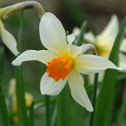 Daffodil 'Lucifer' - 5 bulbs