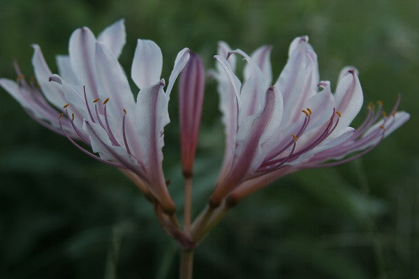 spider lily bud Peppermint Spider Lily (Lycoris incarnata) – The Southern Bulb Co