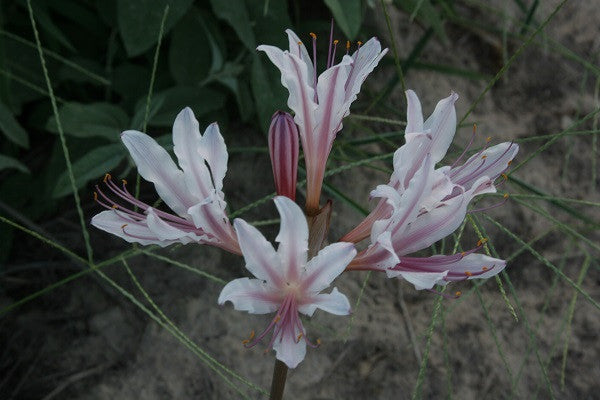 spider lily leaves Peppermint Spider Lily (Lycoris incarnata)