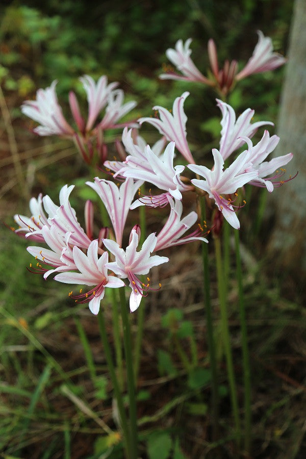 asiatic lily peppermint joy Peppermint Spider Lily (Lycoris incarnata)
