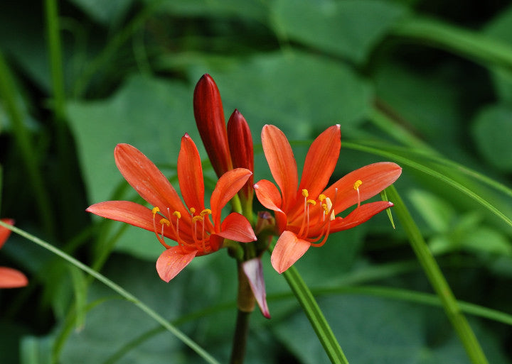 orange spider lily flower Orange Spider Lily (Lycoris sanguinea)