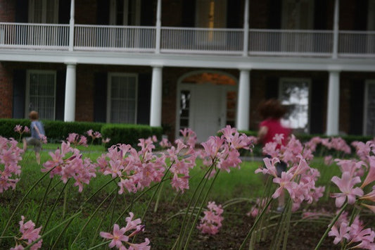Naked Lady (Lycoris squamigera) - 2 bulbs