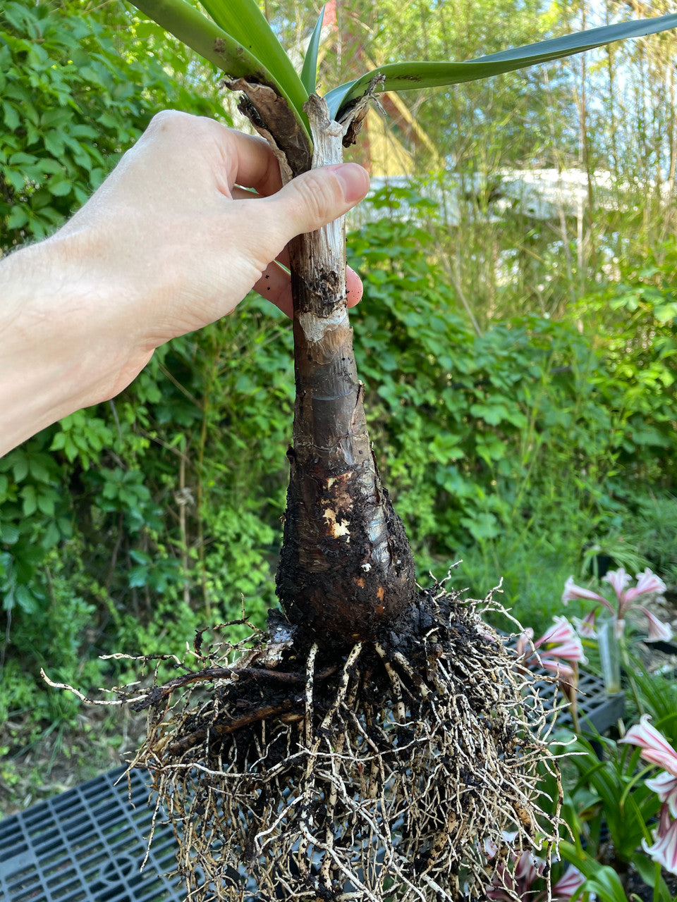 Hymenocallis maximiliani - 1 bulb