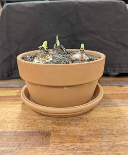 Gift Kit - Paperwhites Forcing Kit (Medium)