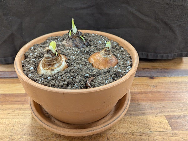 Gift Kit - Paperwhites Forcing Kit (Medium)