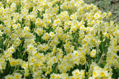 Daffodil 'Minnow' - 5 bulbs