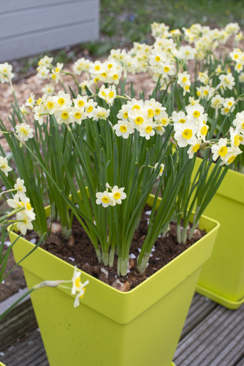 Daffodil 'Minnow' - 5 bulbs
