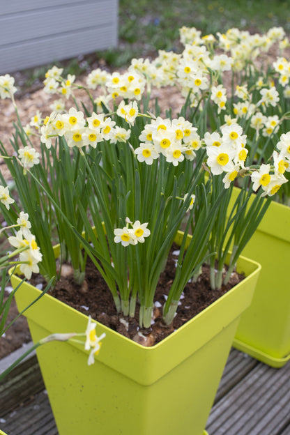 Daffodil 'Minnow' - 5 bulbs