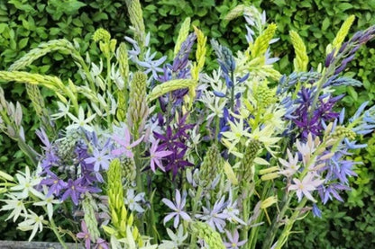 Camassia leichtlinii - 3 bulbs