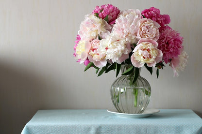 Peony 'Karl Rosenfield' - 1 root crown
