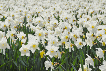 Daffodil 'Mount Hood' - 5 bulbs