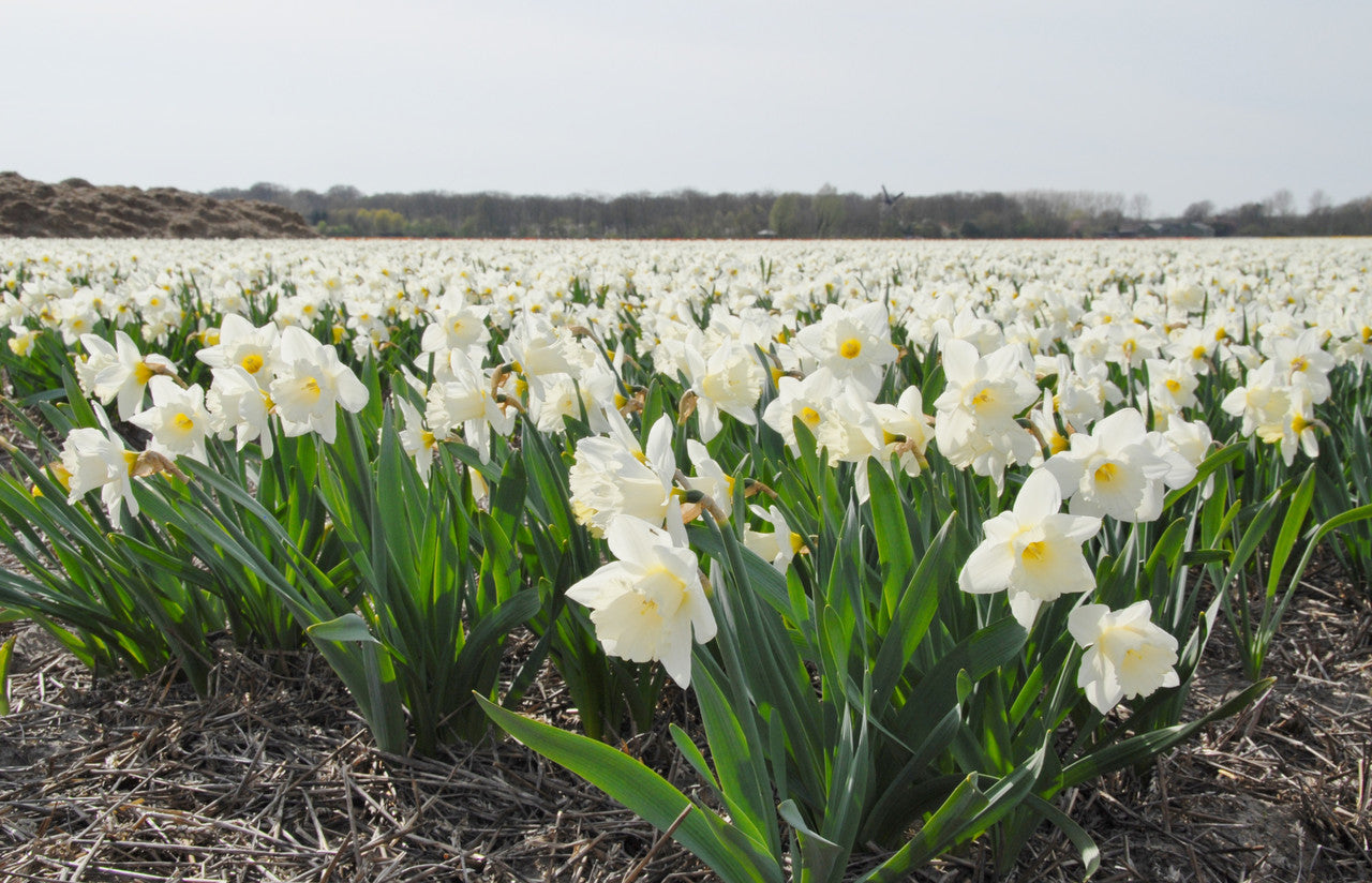 Daffodil 'Mount Hood' - 5 bulbs