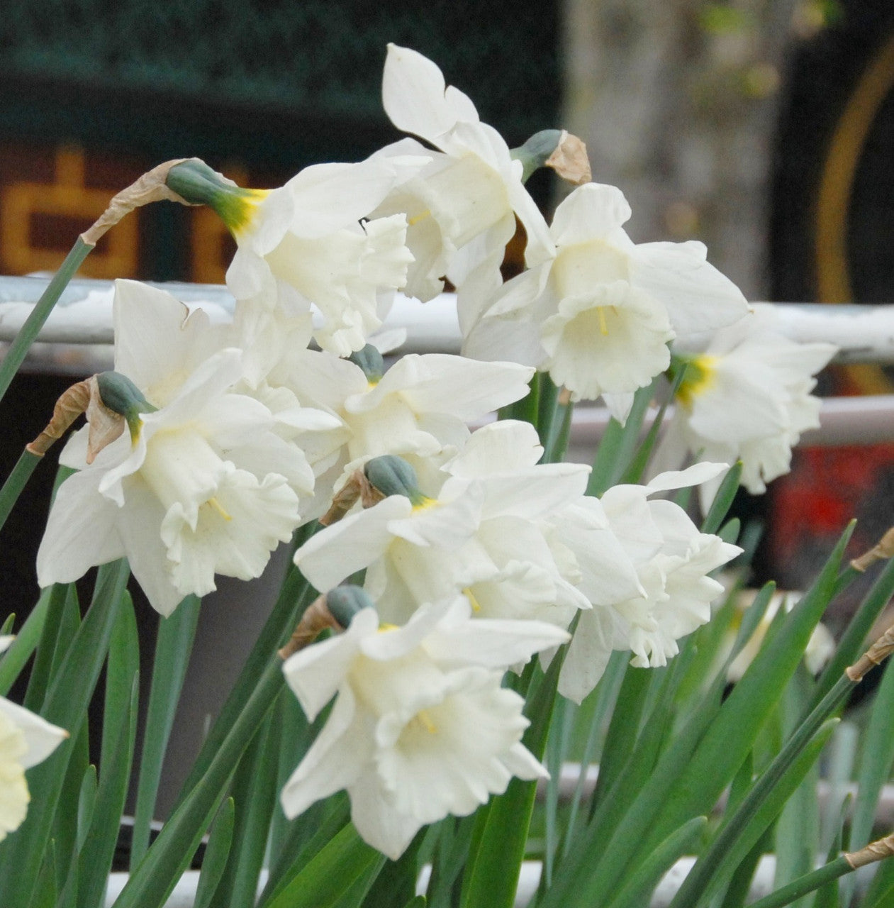 Southern Bulbs Daffodil Mount Hood - Thumbnail 3